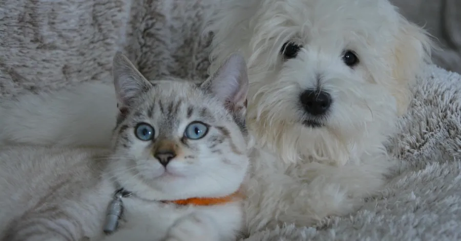Imagem cat-and-dog